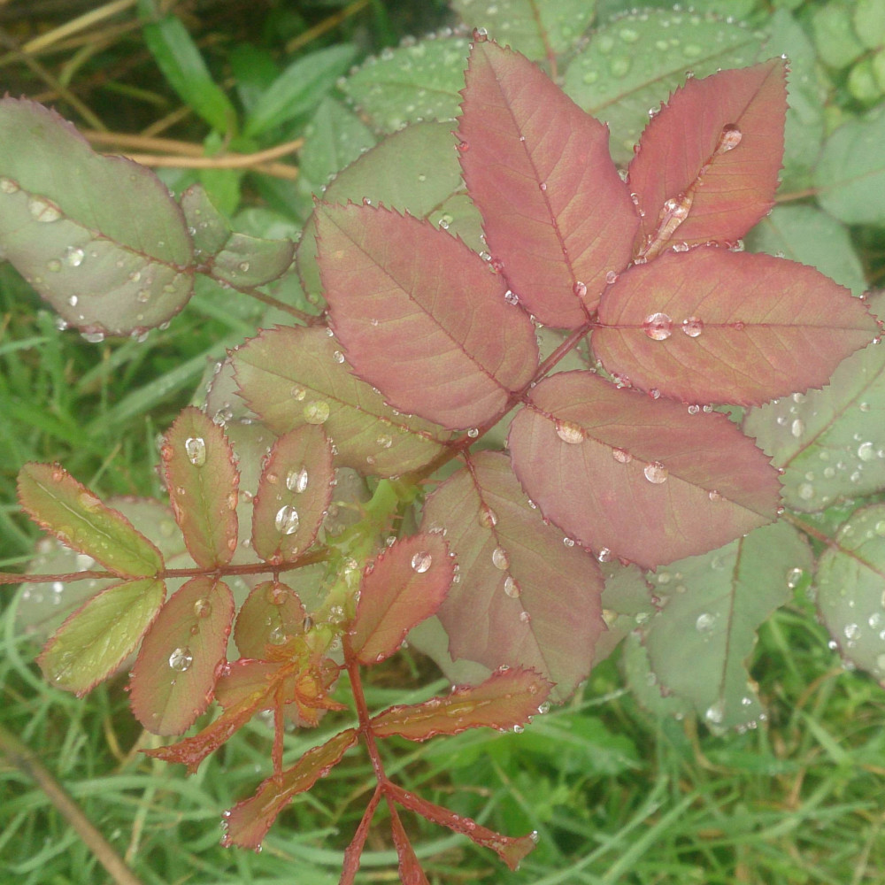 rose leaf milans passion on photography